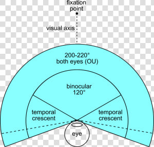 Human Binocular Field Of View  HD Png Download