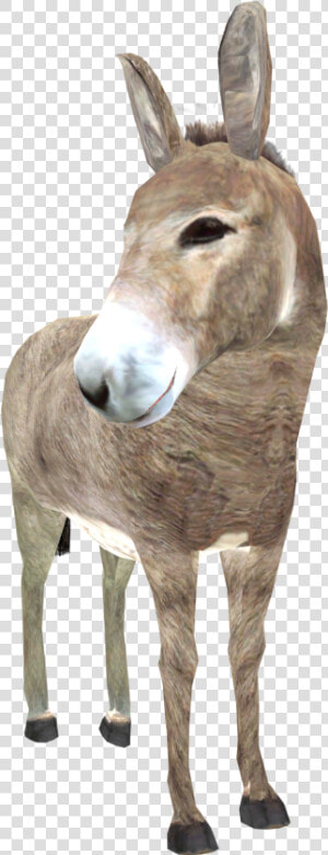 Donkey Png High quality Image   Donkey Png  Transparent Png