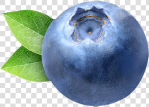 Blueberry Png Clipart   Transparent Blueberry  Png Download