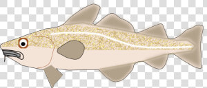 Fish cod trout   Trout  HD Png Download