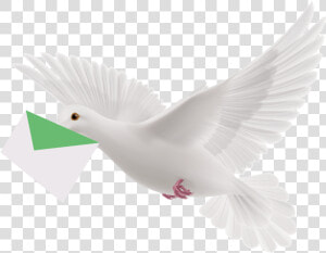 Pigeon Png   White Flying Pigeon Png  Transparent Png