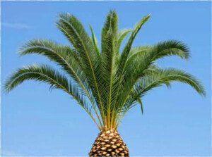 Pineapple Palm Tree Trimming  HD Png Download