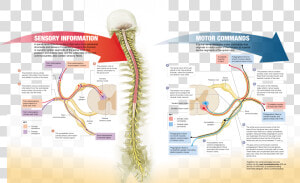 Structure Function And The Peripheral Distribution  HD Png Download