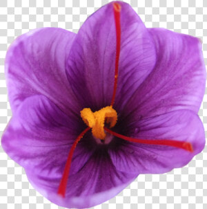 Iranian Saffron Flower Png  Transparent Png