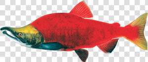 Sockeye Salmon Drawing  HD Png Download