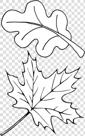 Leaf Outline Autumn Outlines Fall Clip Art Transparent   Fall Leaves Coloring Pages  HD Png Download