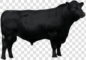 Beef Sires   Brahman Cow Vector Png  Transparent Png