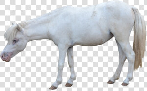 White Horse   Horse White Background Foal  HD Png Download