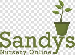 Sandys Nursery Online   Flowerpot  HD Png Download