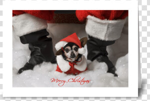 Merry Christmas Greeting Card   Chihuahua  HD Png Download