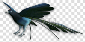 Bird Of Paradise   Bird Of Paradise Bird Png  Transparent Png