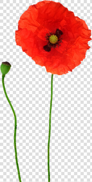 Opium Flower Red Transprent Png Free Download   Poppy Flowers Png  Transparent Png