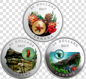 Royal Canadian Mint Turtle  HD Png Download