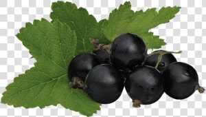 Blackcurrant Png High Quality Image   Blackcurrant  Transparent Png