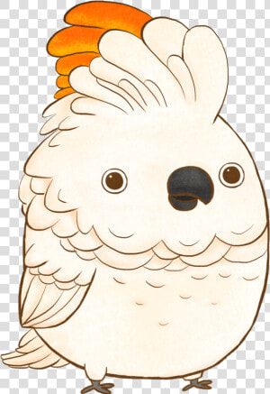 Cockatoo  HD Png Download