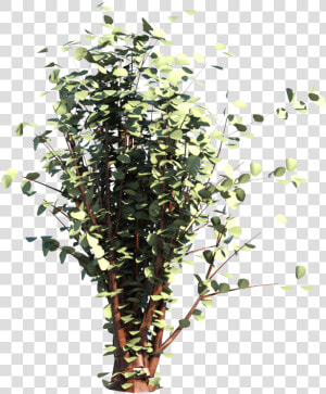 Arbusto Flores Imagens Png   Arbusto Png  Transparent Png