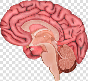 Brain Png   Cholinergenic Pathways In The Brain  Transparent Png