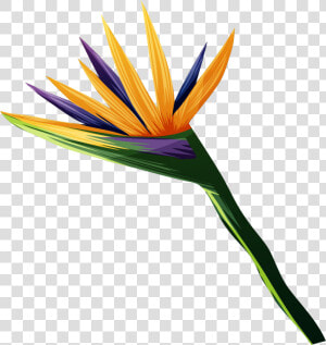 Transparent Bird Of Paradise Plant Png  Png Download