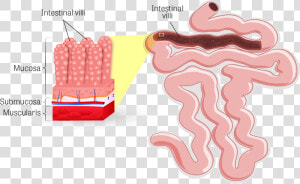 Intestine Lumen  HD Png Download