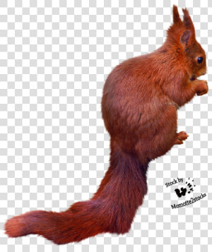 Squirrel Png Free Images Download   Squirrel Cut Out Png  Transparent Png