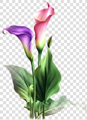 Calla Lily Flowers Drawings  HD Png Download