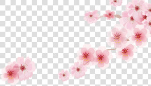 Cherry Blossom Cartoon Romantic Sakura Japanese Cartoon   Sakura Png Cartoon  Transparent Png