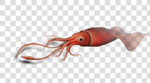 Transparent Squid Png   Giant Squid Png  Png Download