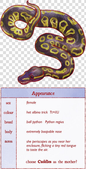 Burmese Python  HD Png Download