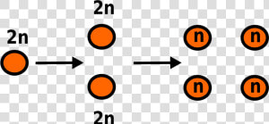 Meiosis Is The Form Of Cell Division That Halves The   Meioosi  HD Png Download