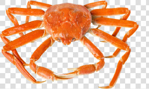 Crab Png Free Background   Freshwater Crab  Transparent Png