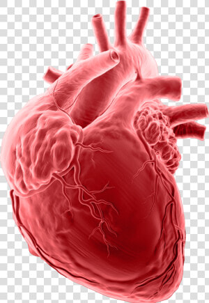 Collaborative Imaging Brain   Heart Attacks  HD Png Download