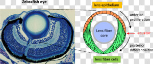 Eye Lense Png  Transparent Png