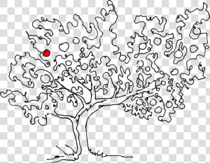 Transparent Apple Tree Png   Apple Tree Line Drawing  Png Download