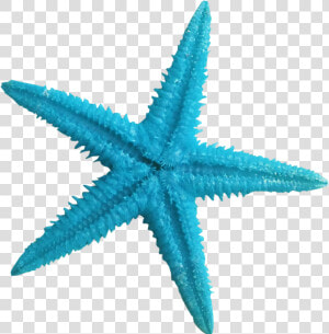 Turquoise Clipart Blue Starfish   Starfish Transparent  HD Png Download