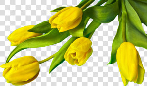 Free Yellow Easter Tulips Png Image   Yellow Tulip Flower Png  Transparent Png