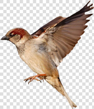 Sparrow Png Photo   Khawab Mein Cheriya Dekhna  Transparent Png