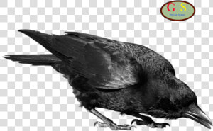 Crows Clip Art   Crow Png Transparent  Png Download