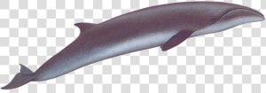 Transparent Whale Right   Pygmy Right Whale Png  Png Download