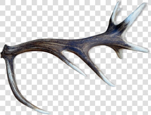 Deer Antlers Src Https   Spur  HD Png Download