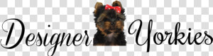 Designeryorkies   Yorkshire Terrier  HD Png Download