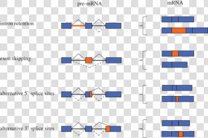 Types Of Alternative Splicing Events  HD Png Download