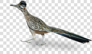 A Roadrunner Is A Native Bird To Phoenix Arizona   Road Runner Bird Png  Transparent Png