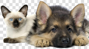 In House Pet Sitting For Cats And Dogs Cleveland Ohio   Kittens And German Shepherds  HD Png Download