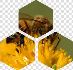 Transparent Pollen Png   California Honey Bee  Png Download