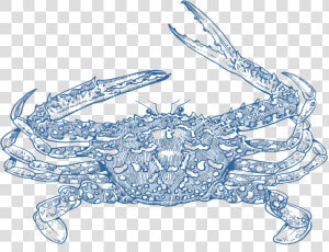 Blue Swimmer Crab  HD Png Download