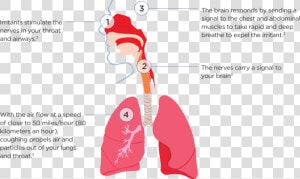 How Do We Cough   Legionella Transmission  HD Png Download