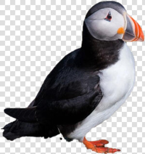 Single Puffin Png Clipart   Atlantic Puffin  Transparent Png