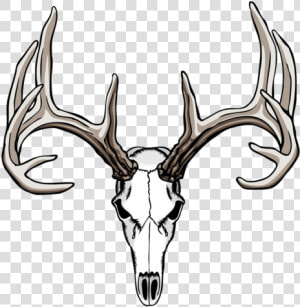 White tailed Deer Drawing Antler Skull   Deer Skull Clipart  HD Png Download