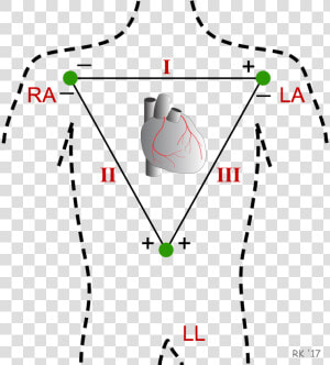 Ecg Einthoven Triangle   Limb Leads  HD Png Download