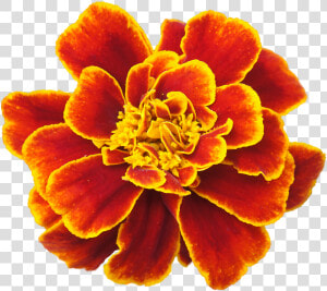 Clip Art Cempasuchil Flowers   Marigold Flower  HD Png Download